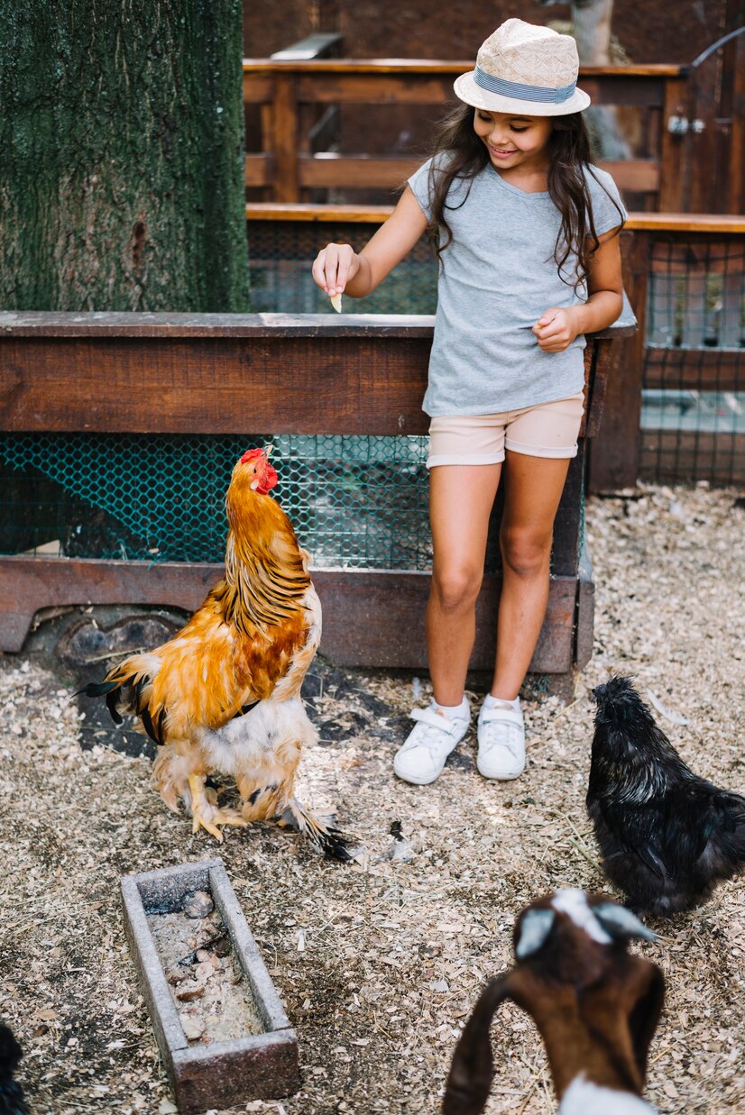Protein For Laying Eggs And Moulting Season